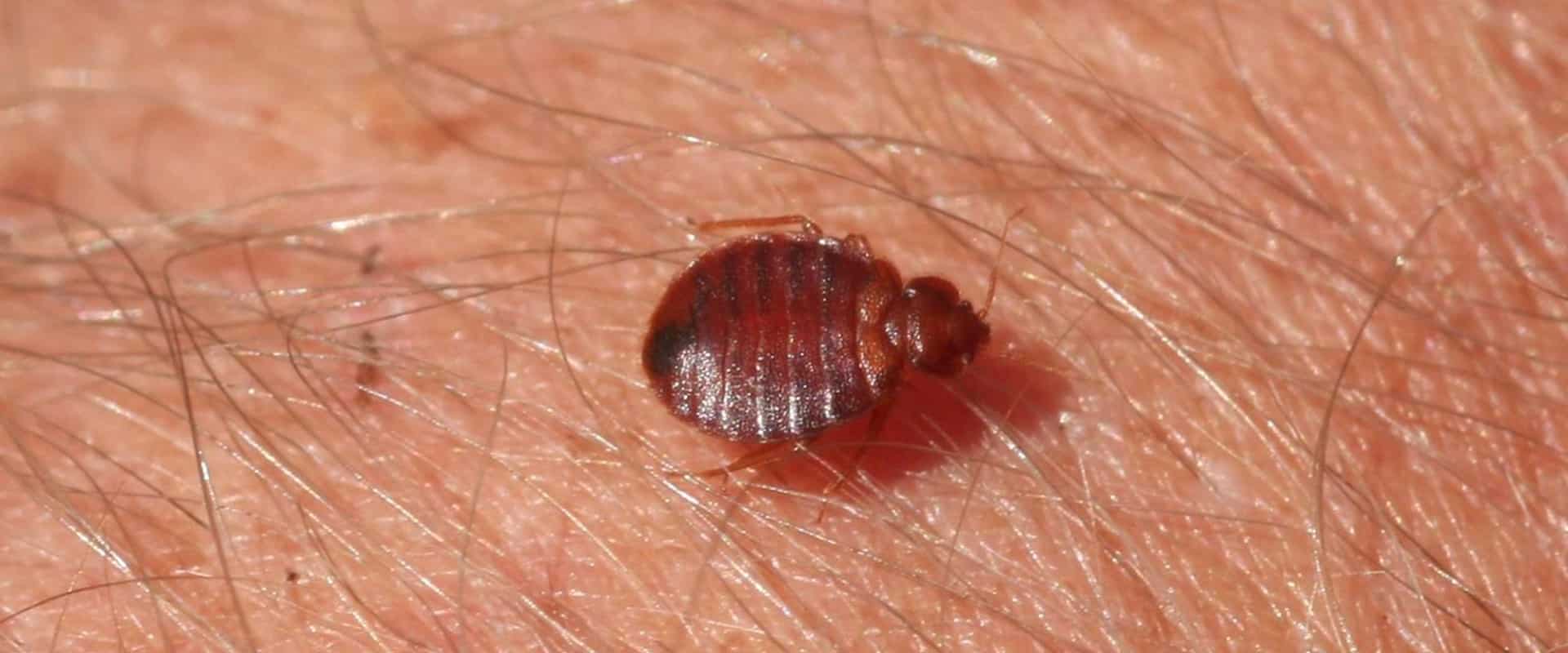 bedbugs punaise de lit