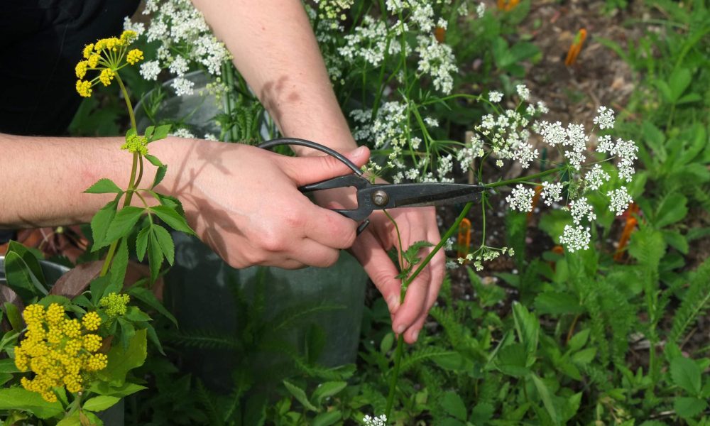 La cueillette sauvage éthique : Comment fleurir de manière écoresponsable en automne