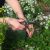 La cueillette sauvage éthique : Comment fleurir de manière écoresponsable en automne
