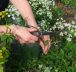 La cueillette sauvage éthique : Comment fleurir de manière écoresponsable en automne