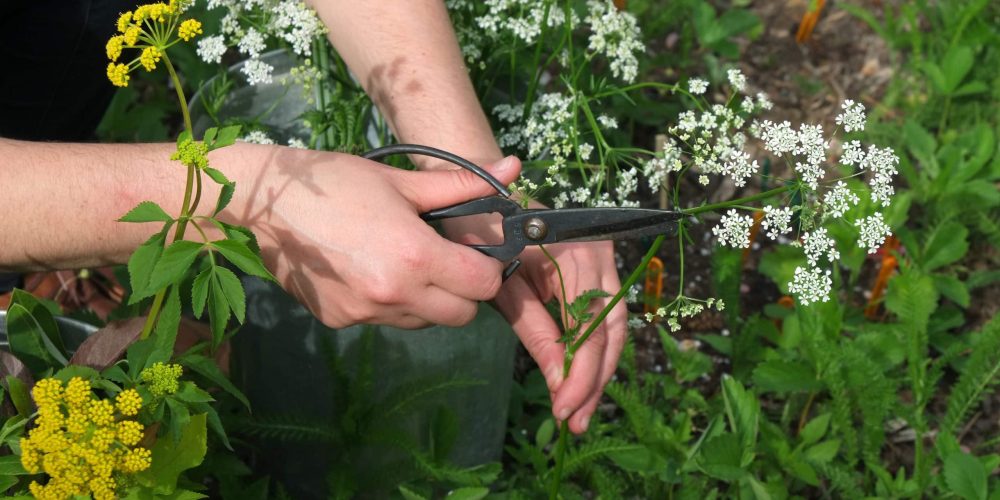 La cueillette sauvage éthique : Comment fleurir de manière écoresponsable en automne