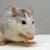 4 erreurs qui favorisent l’apparition de parasites chez vous