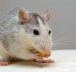 4 erreurs qui favorisent l’apparition de parasites chez vous