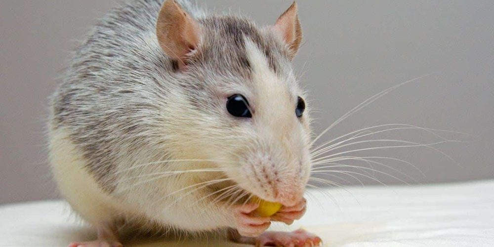 4 erreurs qui favorisent l’apparition de parasites chez vous