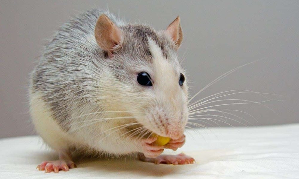 4 erreurs qui favorisent l’apparition de parasites chez vous