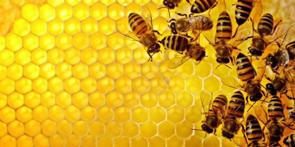 3 astuces pour éviter une invasion d’abeilles en été