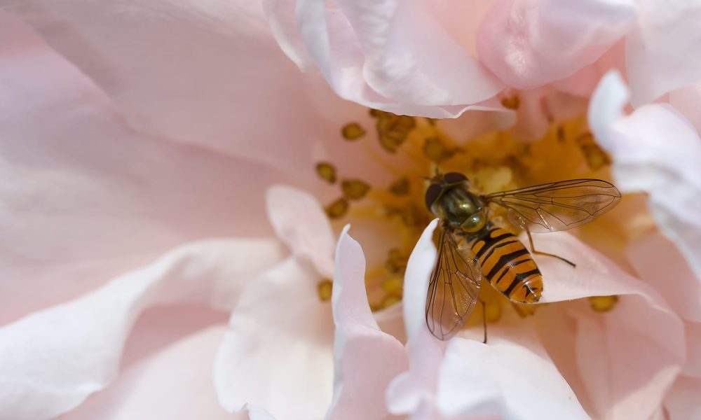etermination abeille montreal