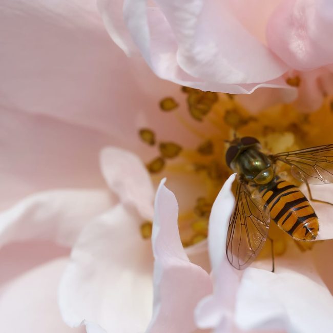 L’importance des abeilles dans l’écosystème et comment les protéger