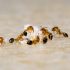 Comment se débarrasser efficacement des fourmis dans les maisons en banlieue de Montréal ?