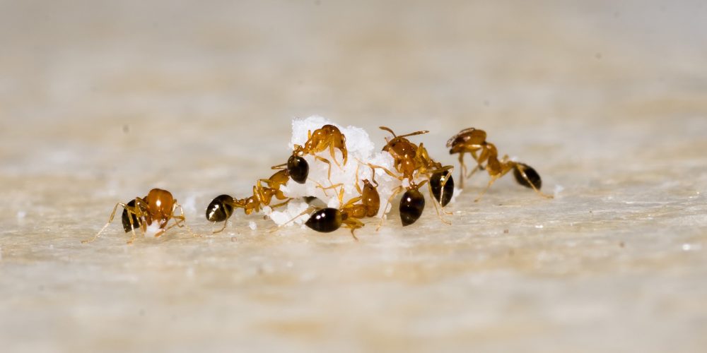 Comment se débarrasser efficacement des fourmis dans les maisons en banlieue de Montréal ?