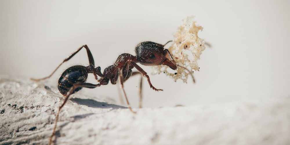 Comment se débarrasser efficacement des fourmis dans sa maison ?