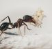 Comment se débarrasser efficacement des fourmis dans sa maison ?
