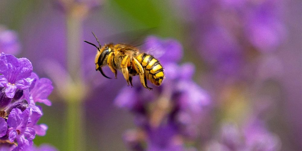 Les guêpes : Identification, dangers et solutions d’extermination