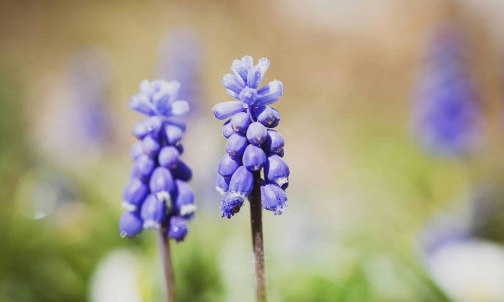 Le ménage de printemps : Pourquoi et comment le faire correctement