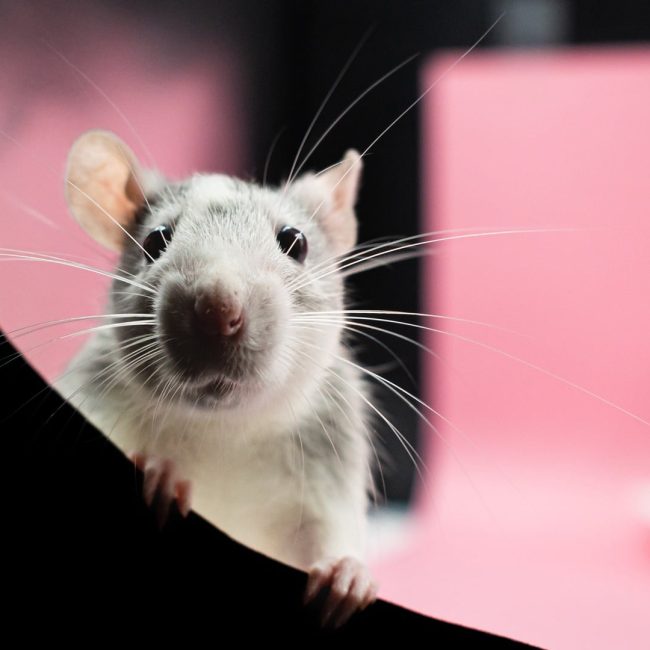 Les conséquences d’une infestation de rats ou de souris sur la santé de ses occupants