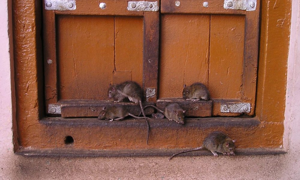 rats infestation