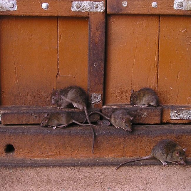 Les dangers de l’infestation de souris pour votre entreprise : solutions efficaces