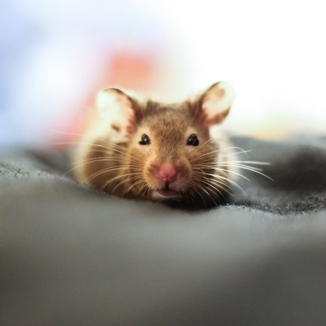 Les méthodes les plus courantes pour éliminer les souris dans les maisons et les appartements.