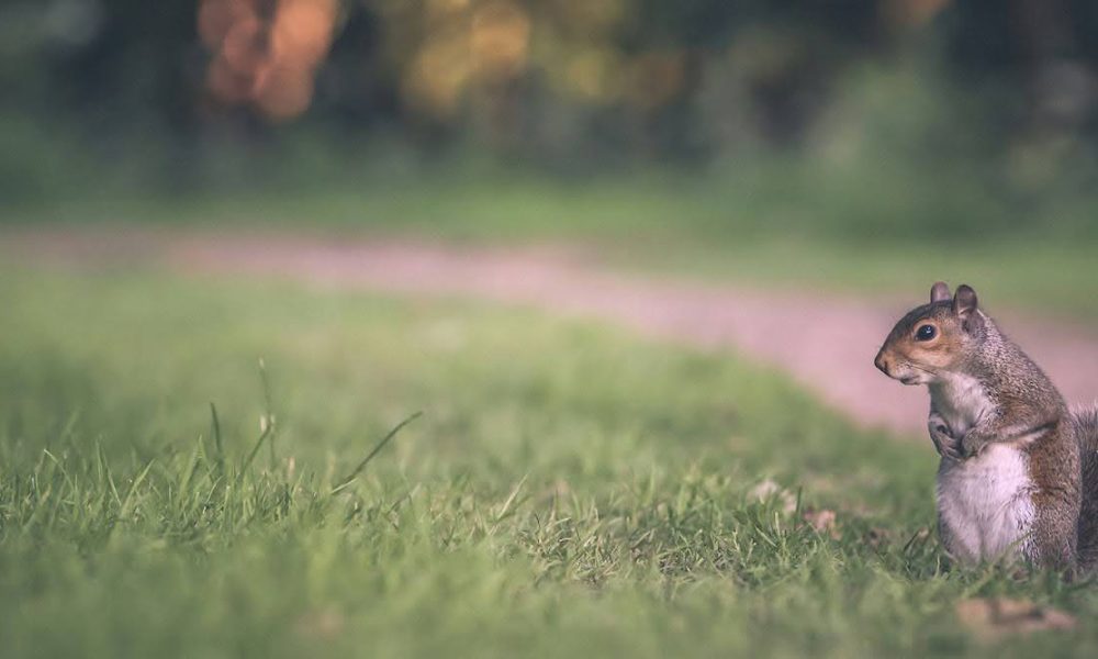 Comment empêcher les souris et les rats d’envahir votre maison pendant l’hiver