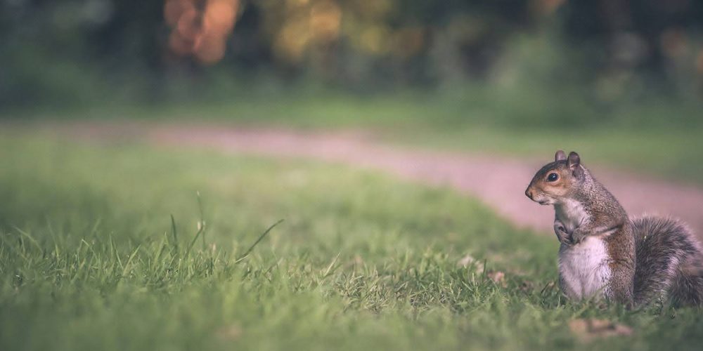 Comment empêcher les souris et les rats d’envahir votre maison pendant l’hiver