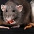 Une menace silencieuse : quand rats et souris élisent domicile chez vous en hiver