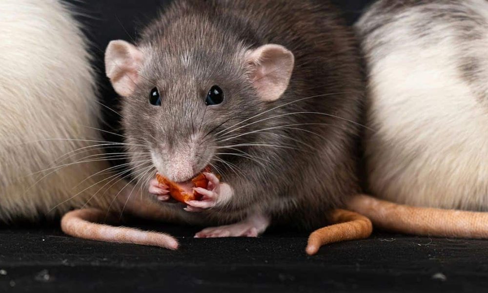 Une menace silencieuse : quand rats et souris élisent domicile chez vous en hiver