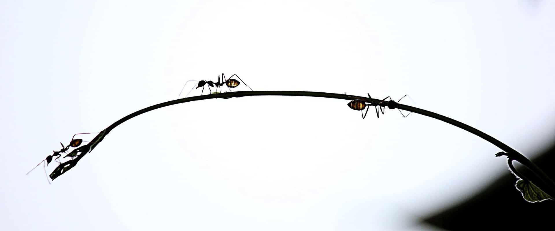 exterminateur fourmis