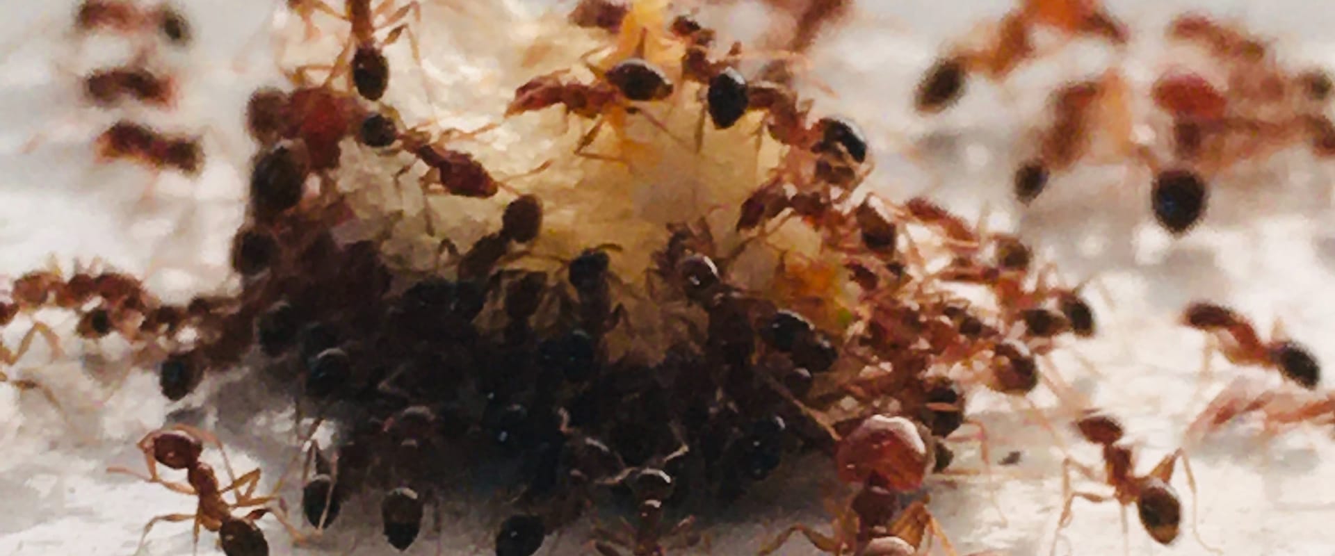 fourmis exterminateur