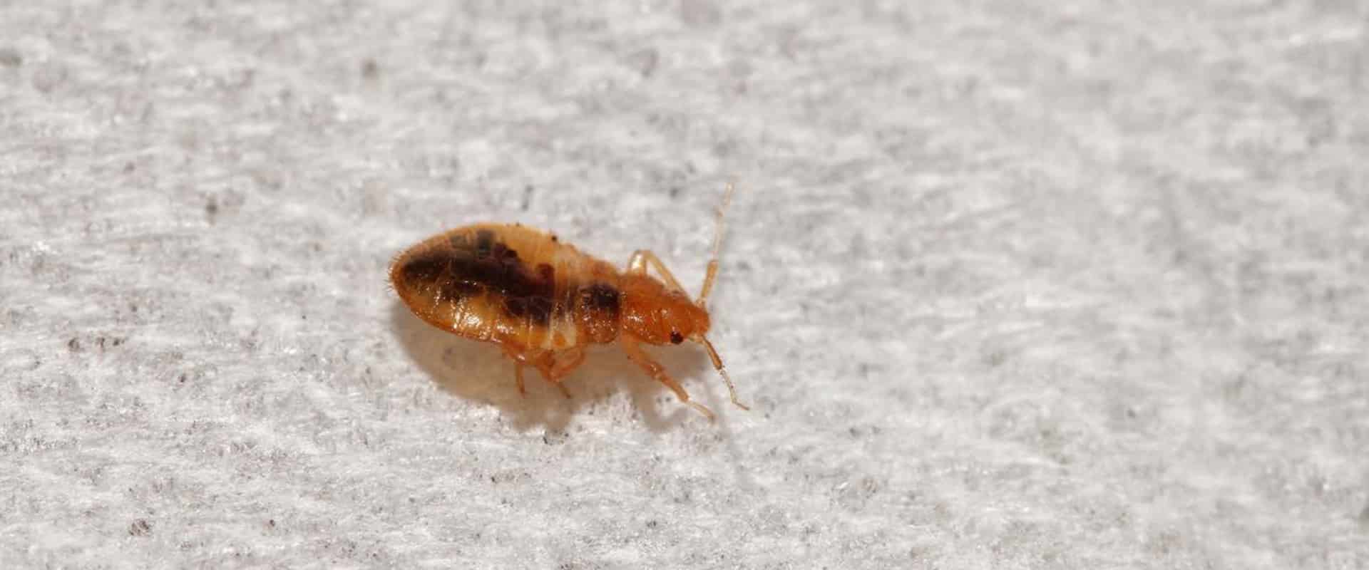 punaise de lit bedbugs