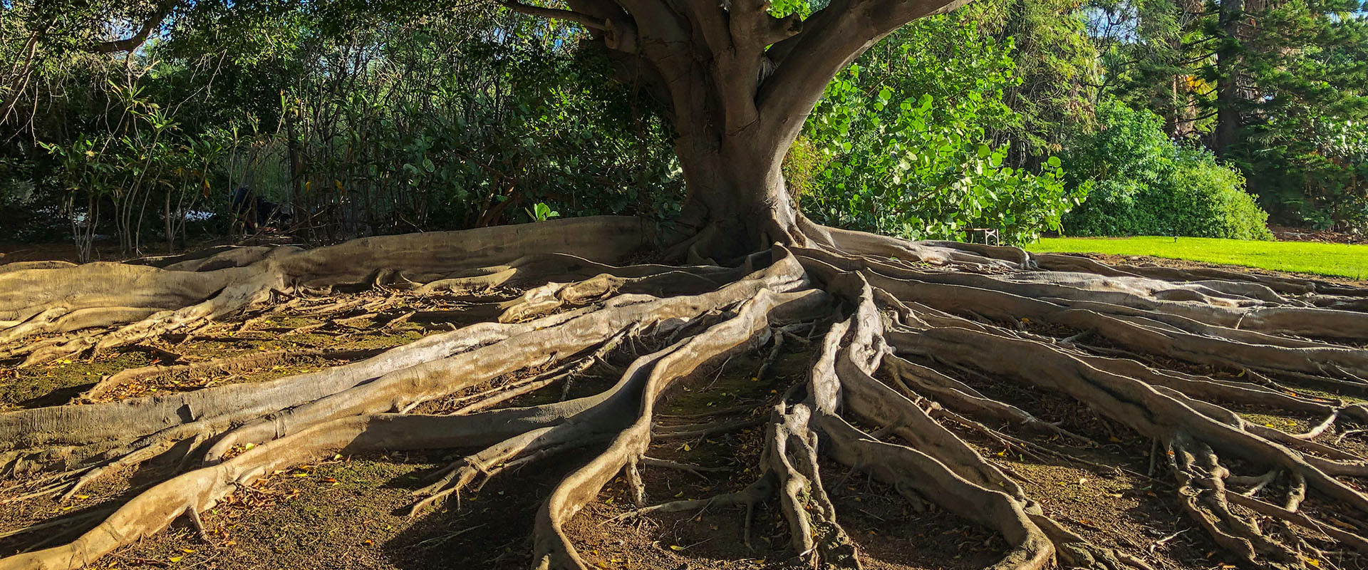 racine d'arbre