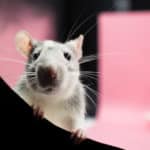 rats extermination montreal