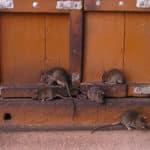 rats infestation